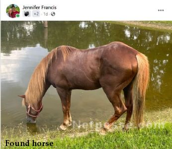Found horse 